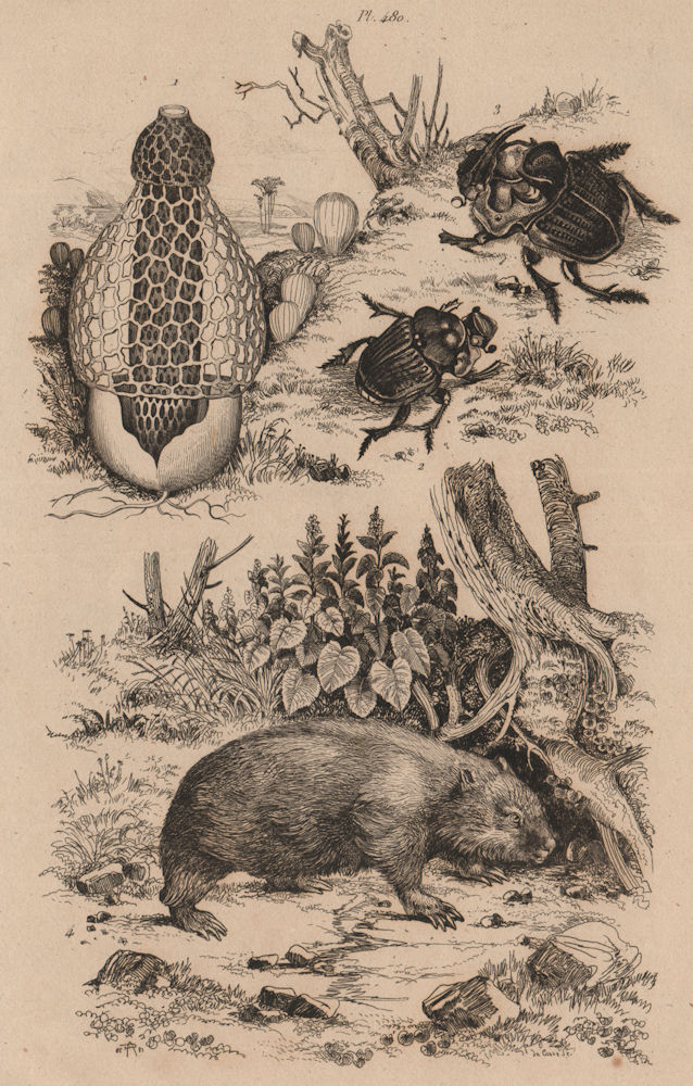 Phallus (stinkhorn mushroom). Phanaeus vindex (Rainbow scarab). Wombat 1834