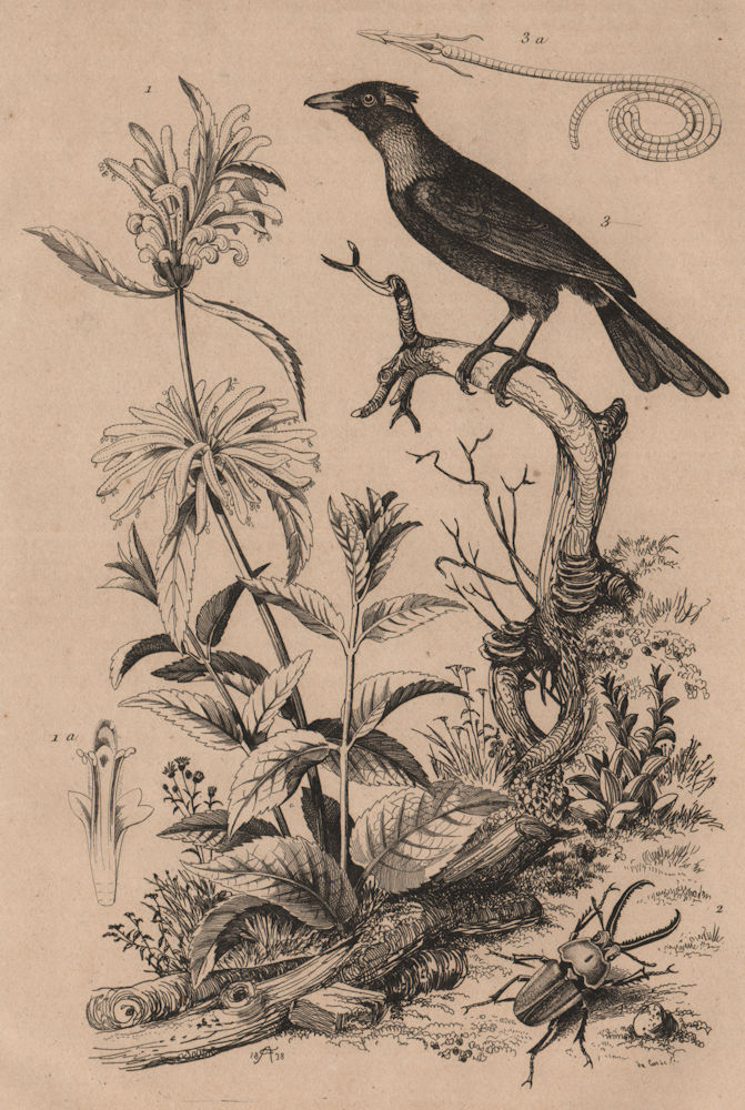 Phlomide (Phlomis). Pholidote. Phonygame (Blackbird?) 1834 old antique print