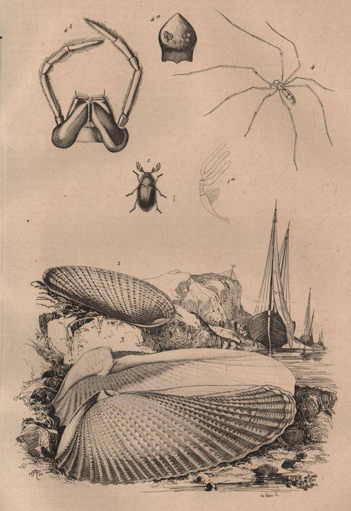 Associate Product ANIMALS. Phloiotribe. Pholadidae (Piddocks). Pholeus (Cellar Spider) 1834