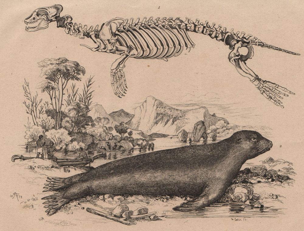 Associate Product SEALS. Phoque commun (common Seal) /austral Squelette (Skeleton) 1834 print