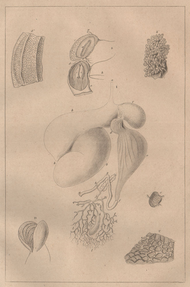 PHYSIOLOGY. Ruminans (appareil digestif). Ruminant digestive system 1834 print