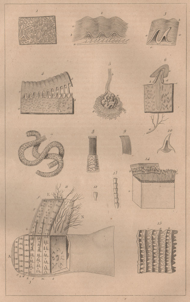 Associate Product SKIN. Physiology. Structure et fonctions de la Peau 1834 old antique print
