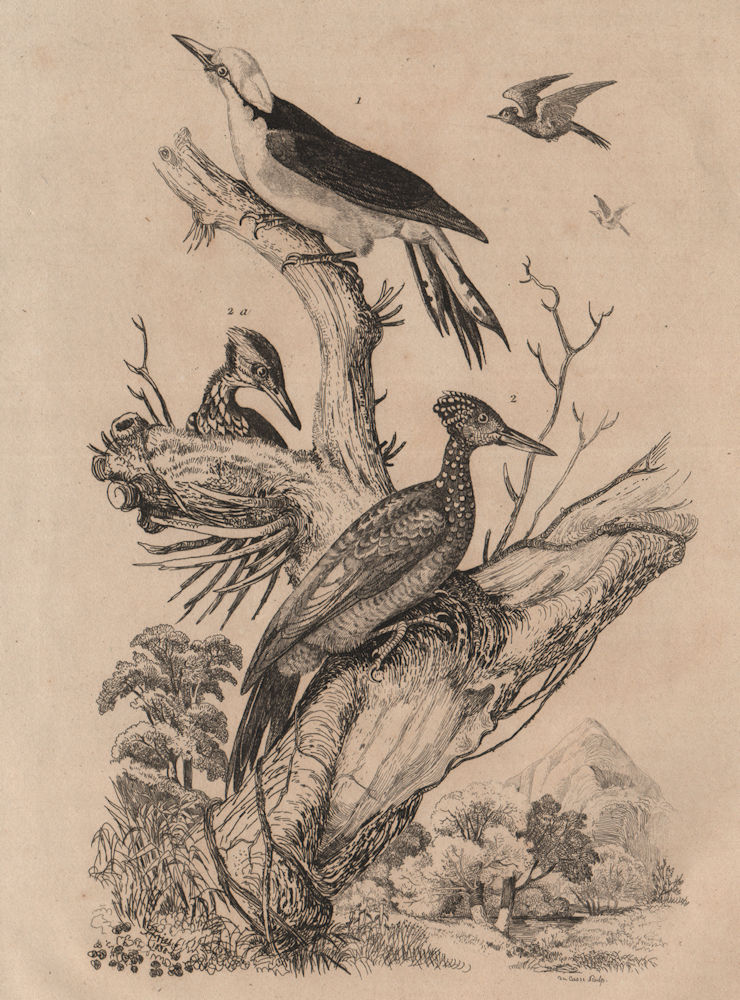 Dominican/white woodpecker. Chrysocolaptes lucidus - Greater Flameback 1834