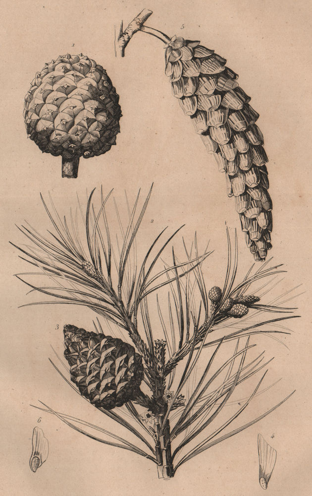 Associate Product PINE TREE CONES Pinus pinea/resinosa/strobus (Italian stone/red/white pine) 1834