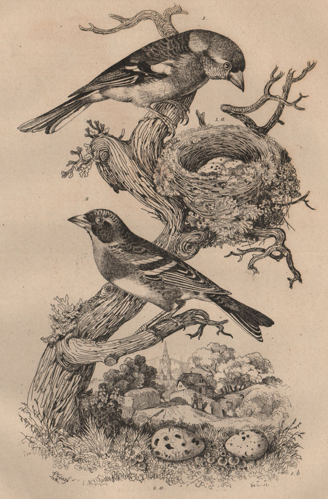 BIRDS. Pinson commun (common chaffinch). Pinson Nord (Brambling) 1834 print
