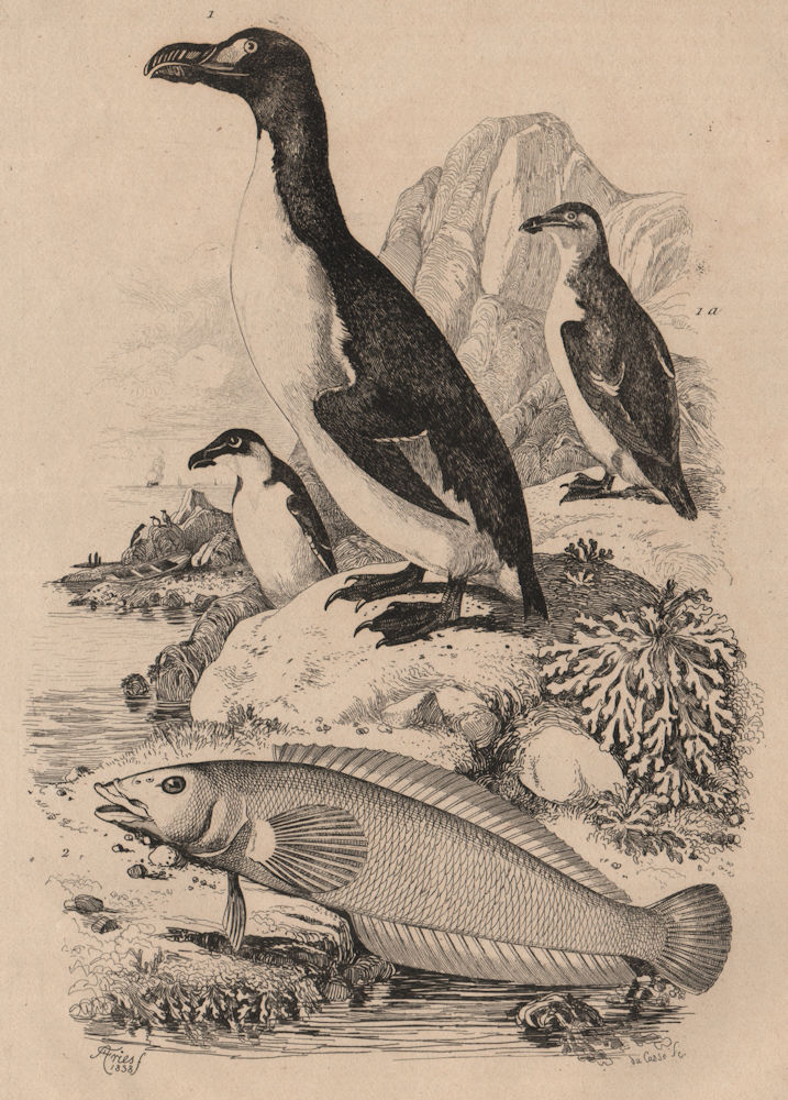 ANIMALS. Pingouin (Penguin). Pinguipedidae (Sandperch) 1834 old antique print