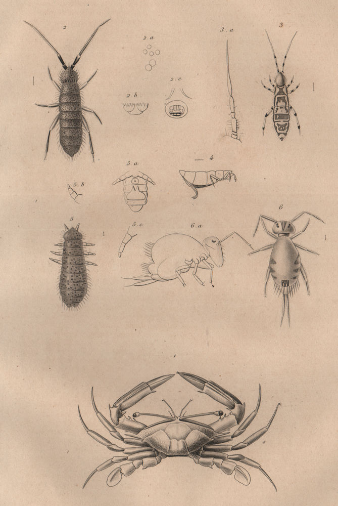 Associate Product Podophthalmus Vigil crab. Podura aquatica (Water springtail) 1834 old print