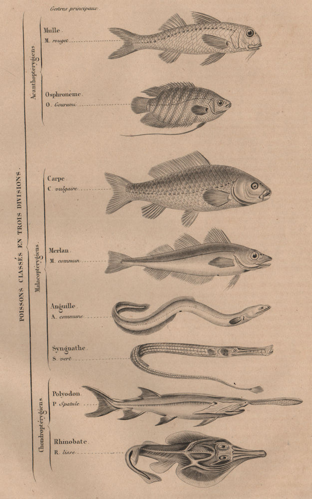 Associate Product FISH. in 3 divisions. Orders Genres. Classifications. Poissons 1834 old print