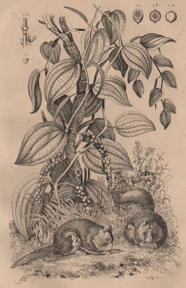 Associate Product Poivrier (Pepper Plant). Polatouche (Flying Squirrel) 1834 old antique print