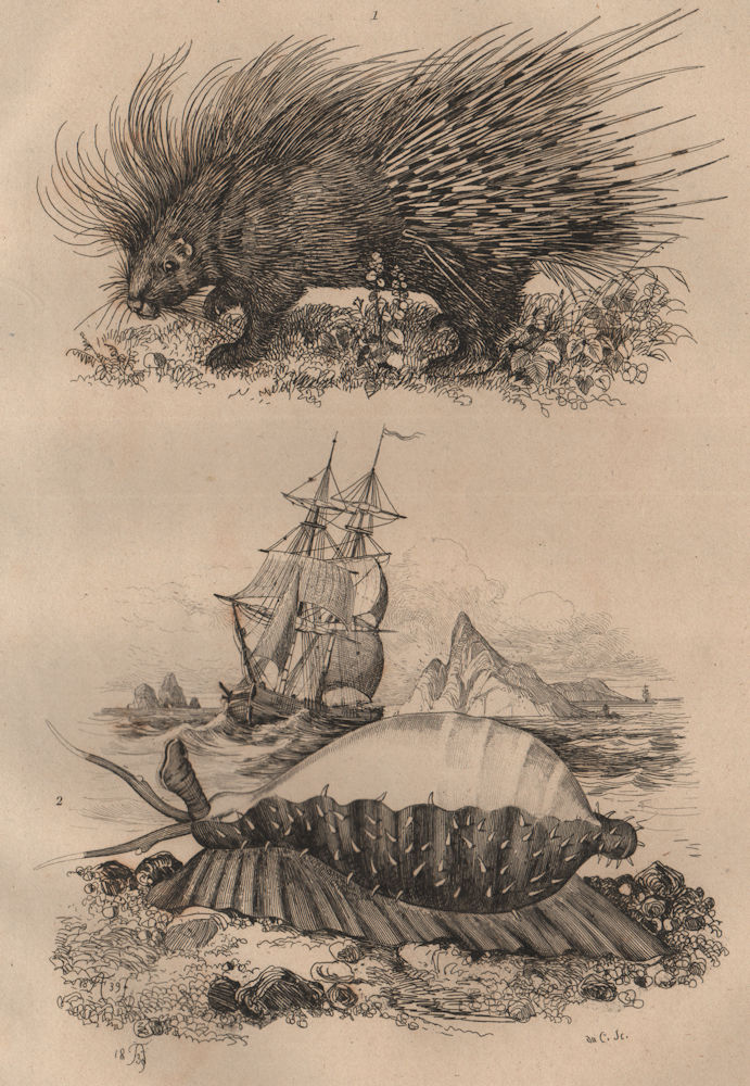 Associate Product ANIMALS. Porc-Épic (Porcupine). Porcelain mollusc 1834 old antique print