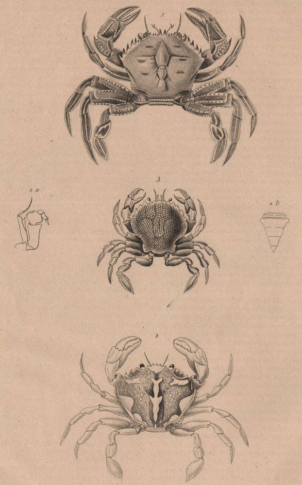 PORTUNUS CRABS. Velvet crab. Marbled swimming crab.Charybdis variegata 1834