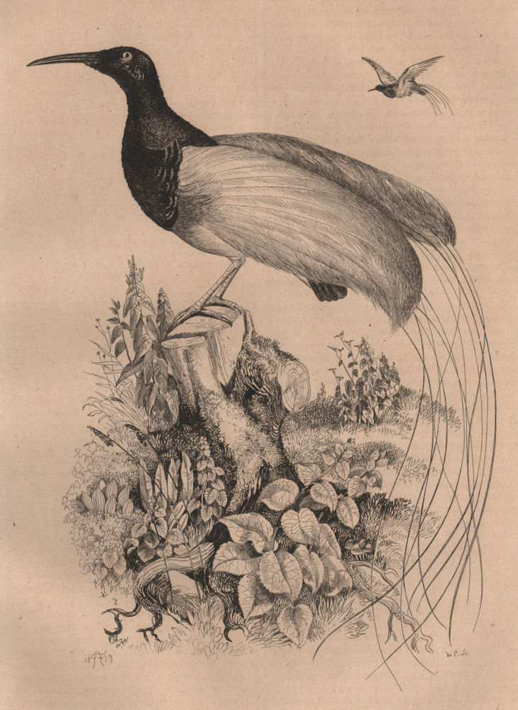 BIRDS. Promerops (Sugarbird) 1834 old antique vintage print picture