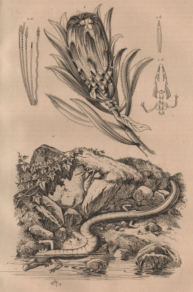 Proteus (Olm) reptile. Protea (sugarbush) 1834 old antique print picture
