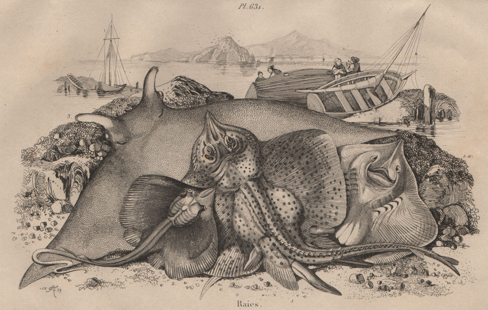 Raies Bouclée Mourine Céphaloptère (Thornback ray / Eagle ray / Manta ray) 1834