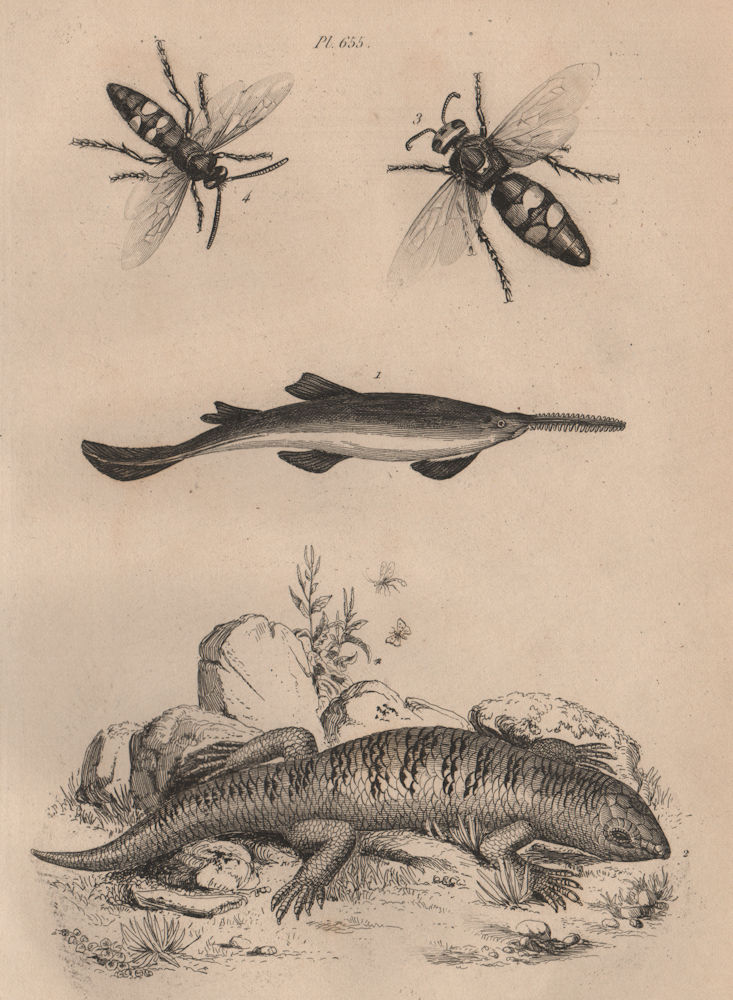 Associate Product Scie (saw) Sawfish. Scinque (Skink). Megascolia maculata (Mammoth Wasp) 1834