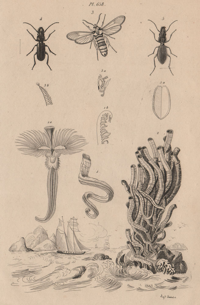 Associate Product Serpules (Serpula). Sesiidae (Clearwing moth). Siagoninae beetle 1834 print