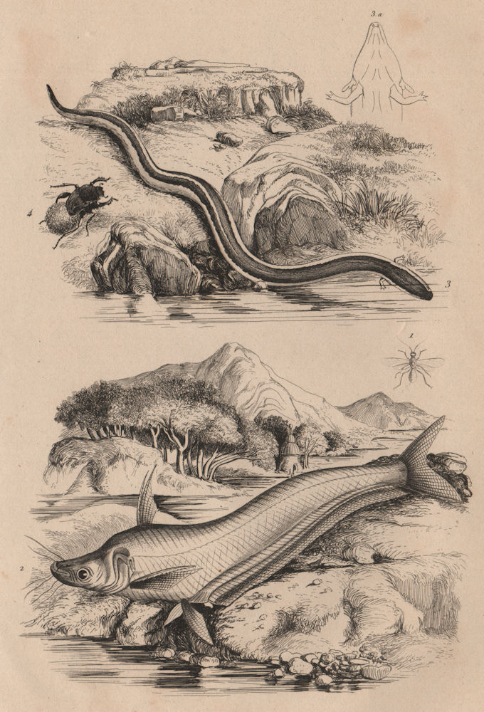 Associate Product Sigalphinae. Catfish. Greater siren amphibian. Sisyphus (dung beetle) 1834