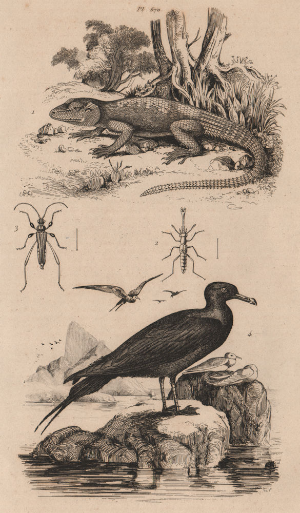 Stellagama stellio. Stenus palposus & Stenopterus beetles. Skua 1834 old print