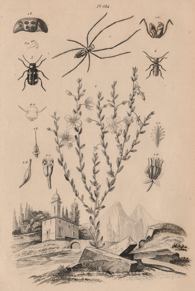 Tetragnatha (stretch spider). Tetratheca. Blister & Red-milkweed beetles 1834