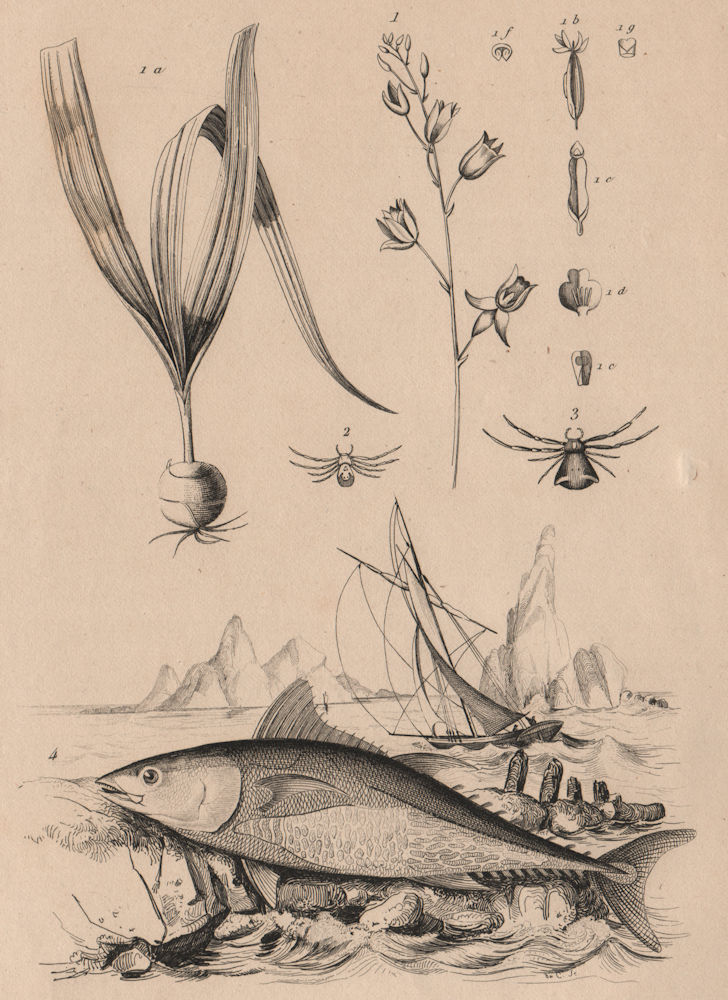 Thiebautie. Thomisidae (Crab Spider). Thon (Tuna) 1834 old antique print
