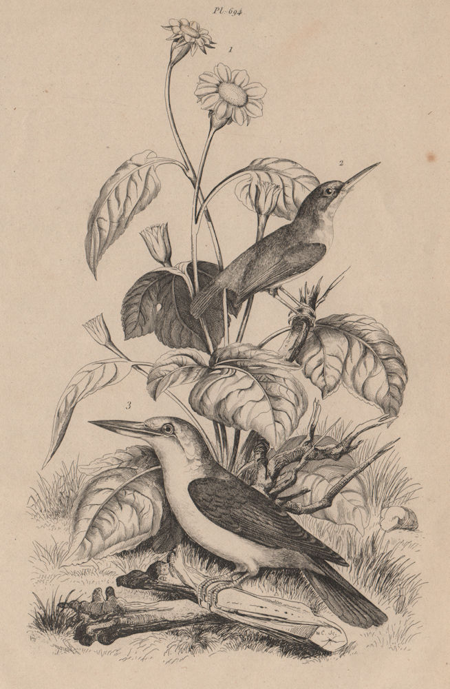 Tithonia. Todier (Jamaican Tody). Todiramphus Kingfisher 1834 old print