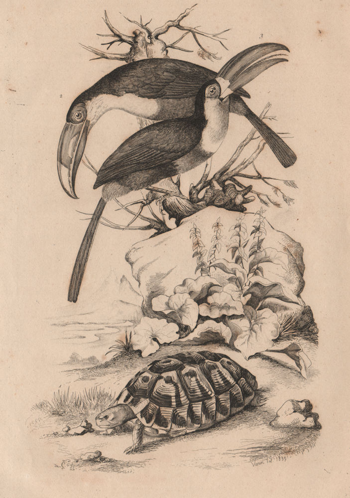 Tortue (Turtle). Channel-billed Toucans 1834 old antique vintage print picture
