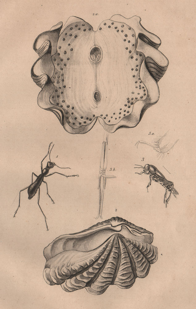 Associate Product Tricondyle. Tridacne Bénitier (Giant Clam). Tridactyle 1834 old antique print
