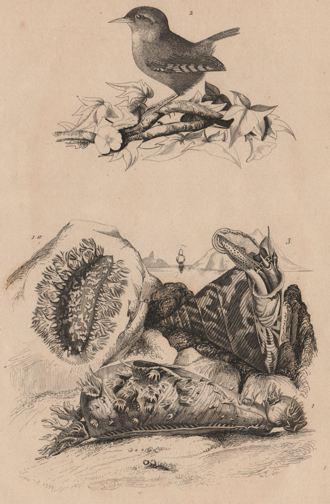 Associate Product Tritonia (gastropod). Troglodyte (Wren). Trochidae (Top Snails) 1834 old print