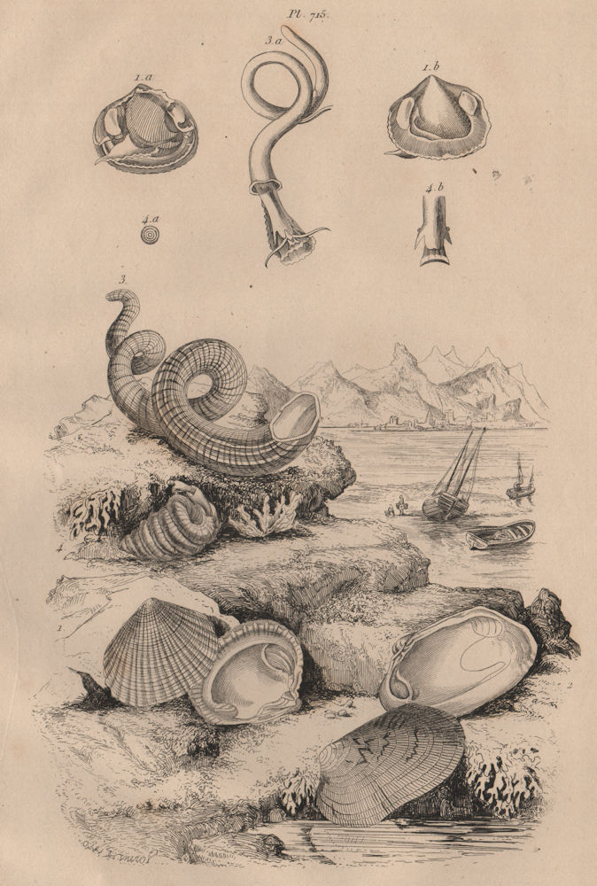 Associate Product MOLLUSCS. Venericardia. Vénus (Venerid clam). Vermetidae (Worm Snail) 1834