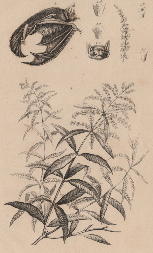 Associate Product Verveine (Verbena). Vespertilionidae (Vesper bat) 1834 old antique print