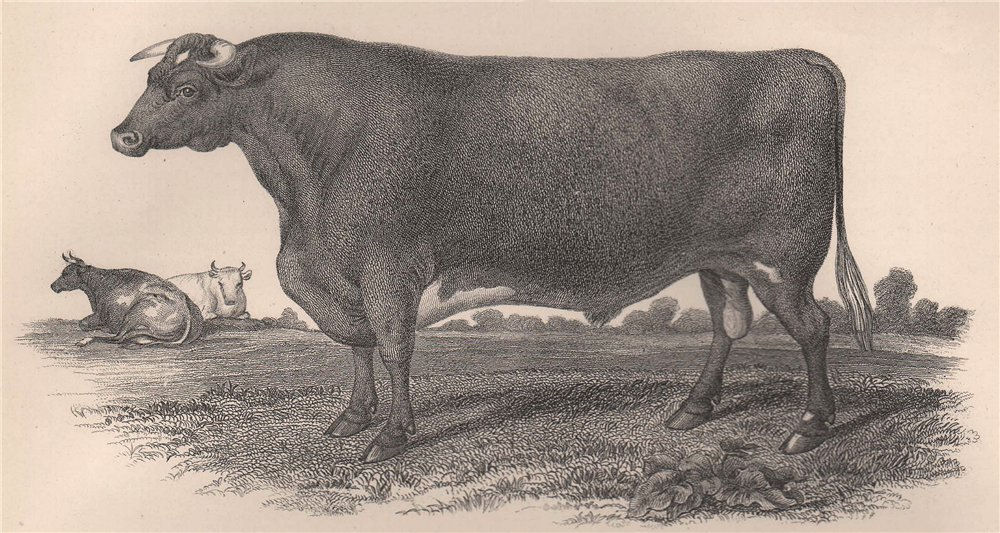CATTLE. Short-Horned Bull Phoenix 1898 old antique vintage print picture