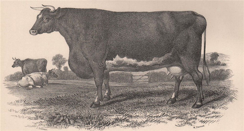 CATTLE. Short-Horned Cow Charity 1898 old antique vintage print picture