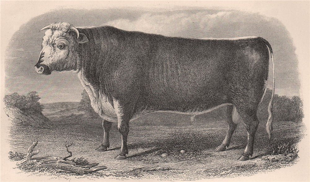 CATTLE. Bull, Hereford Breed 1898 old antique vintage print picture