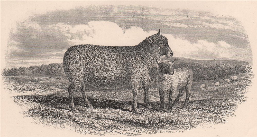 SHEEP. Ewe & Lamb, South down Breed 1898 old antique vintage print picture