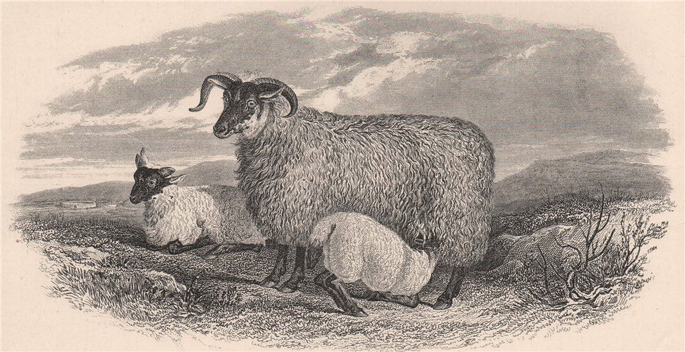 SHEEP. The Black-Faced Heath Breed one year old 1898 antique print picture
