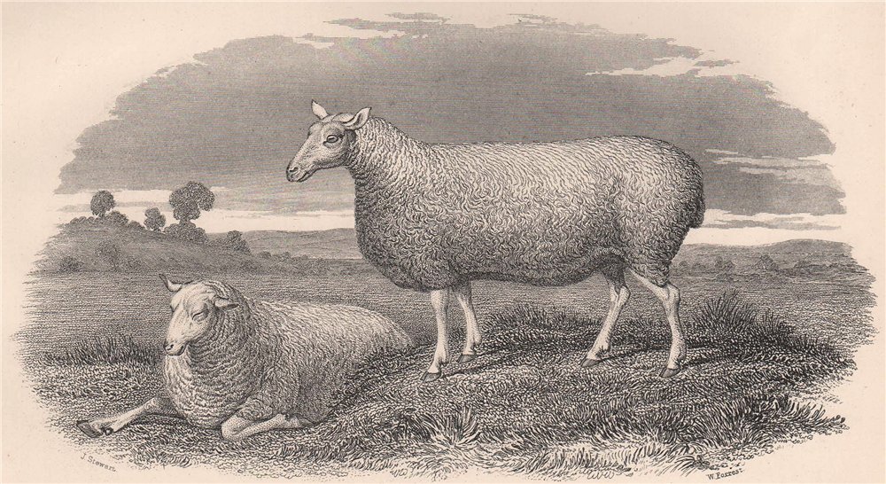 Associate Product SHEEP. Leicester Ewe 1898 old antique vintage print picture
