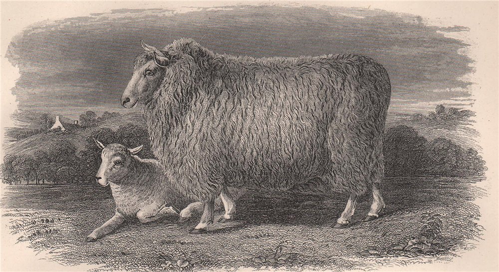 Associate Product SHEEP. The Romney Marsh Breed 1898 old antique vintage print picture
