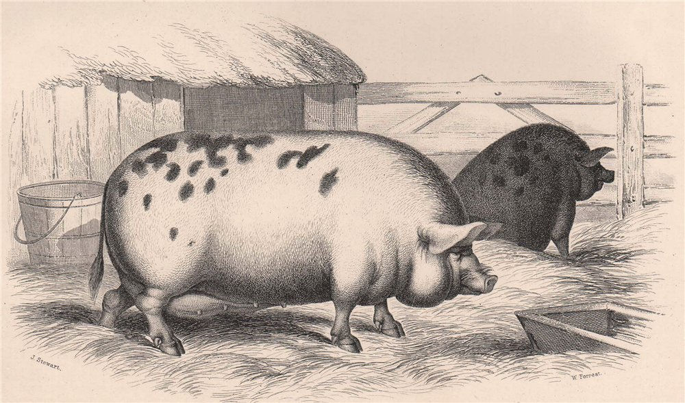 PIGS. Sow of the large English Breed 1898 old antique vintage print picture
