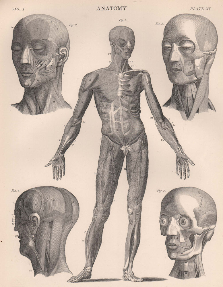 Human Anatomy from front. Muscles. BRITANNICA 1898 old antique print picture