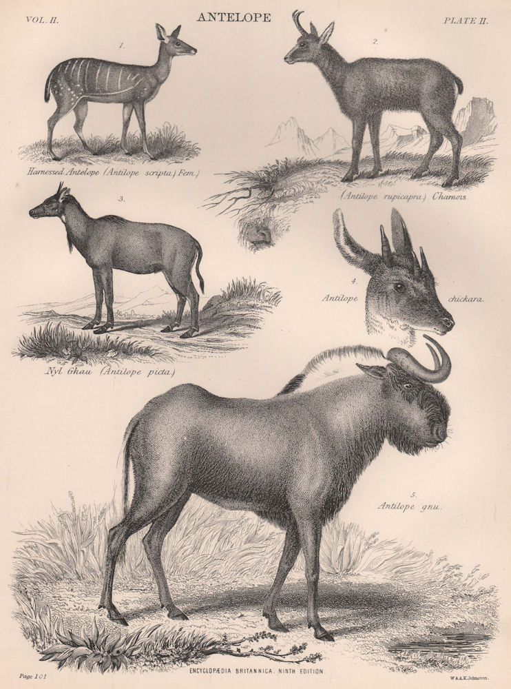 ANTELOPES. Harnessed Antelope. Chamois. Nyl Ghau. Gnu 1898 old antique print