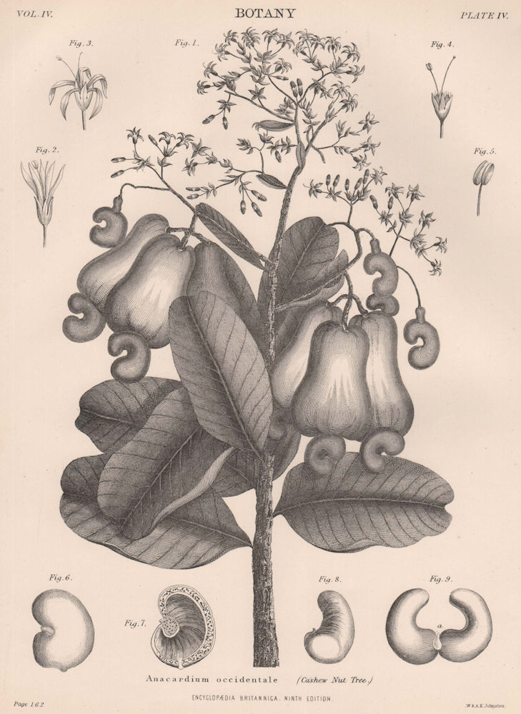 Anacardium Occidentale (Cashew Nut Tree) 1898 old antique print picture