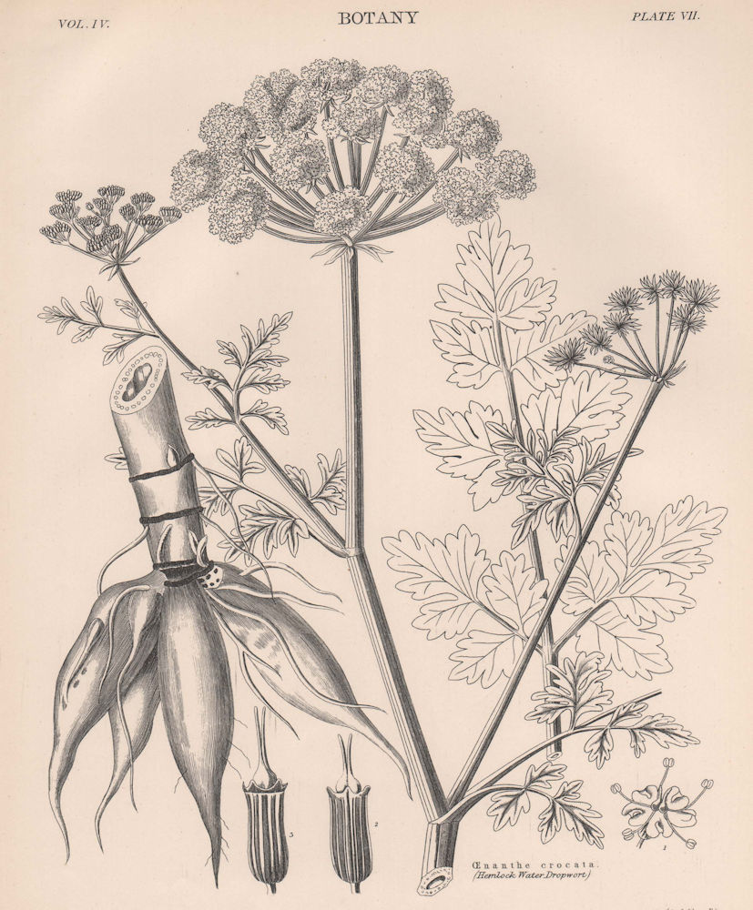 Oenanthe Crocata (Hemlock Water Dropwort) 1898 old antique print picture