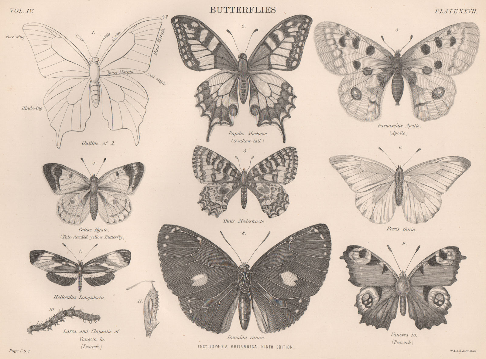 Associate Product BUTTERFLIES. Swallow tail. Apollo. Pale-clouded yellow. Peacock 1898 old print