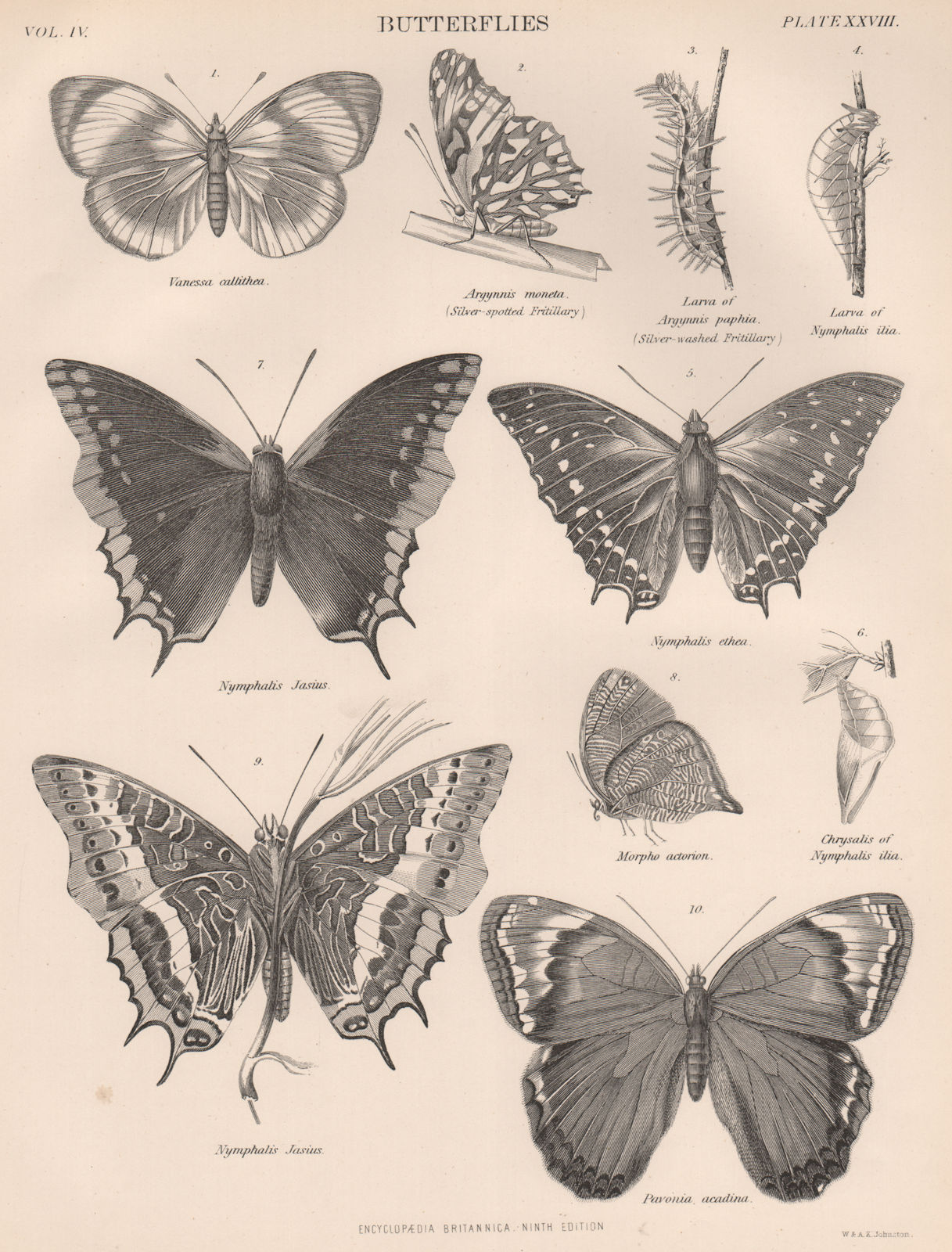 Associate Product BUTTERFLIES. Silver-spotted Fritillary. Silver-washed Fritillary 1898 print