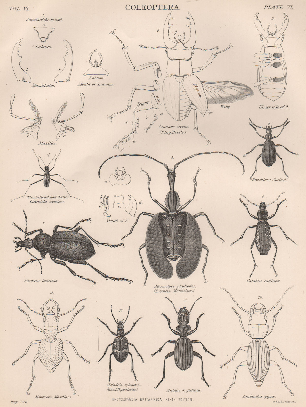 Associate Product COLEOPTERA. Stag Beetle Wood/Slenderfooted Tiger Beetle Javanese Mormolyce 1898