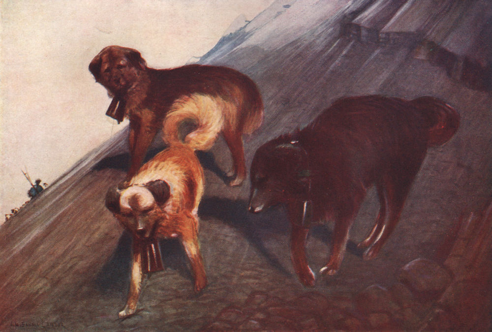 Associate Product 'Tibetan dogs' by Arnold Henry Savage Landor. Tibet 1905 antique print