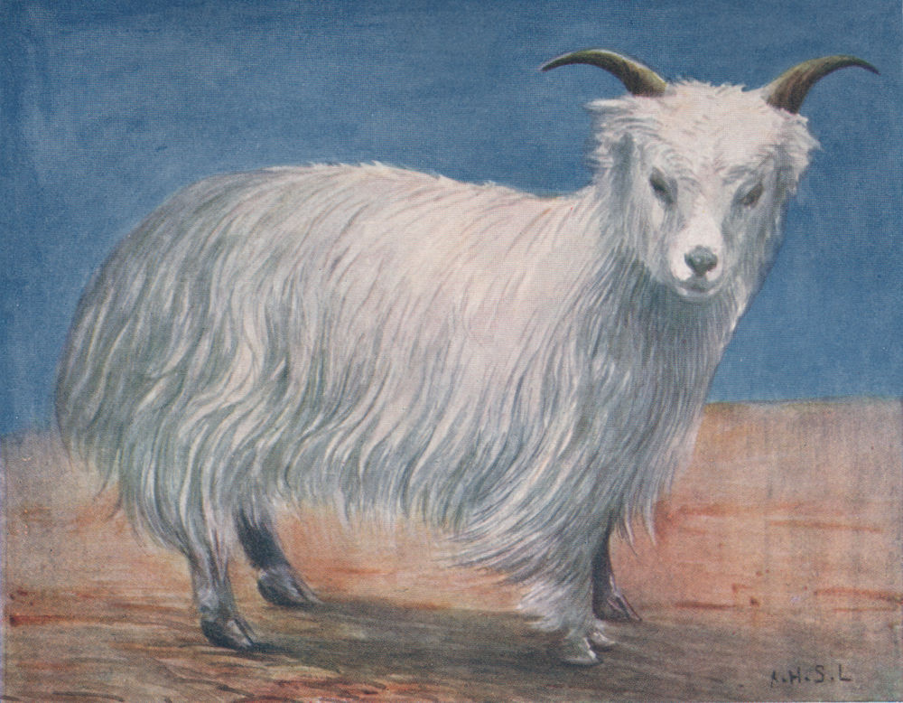 'Tibetan goat' by Arnold Henry Savage Landor. Tibet 1905 antique print