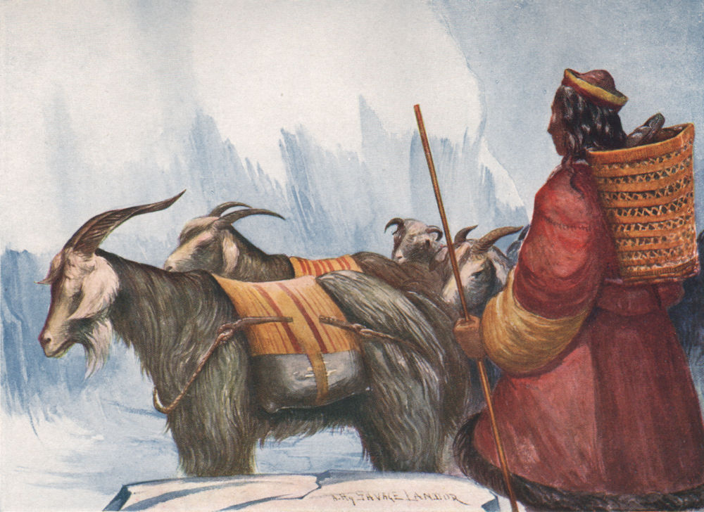 'Goats carrying loads of borax' by Arnold Henry Savage Landor. Tibet 1905
