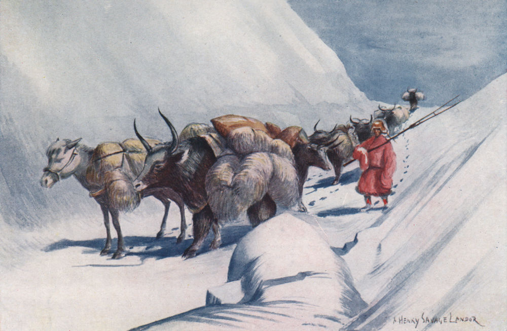 'Yaks & ponies conveying wool across the frontier'. A.H.S. Landor. Tibet 1905