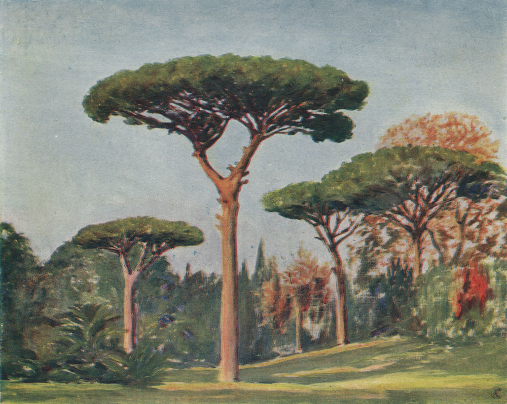 Rock pines, Villa Floridiana grounds, Naples. Augustine Fitzgerald 1904 print